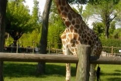 GIRAFFA-1