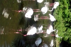 GRUPPO-DI-FENICOTTERI-ROSA