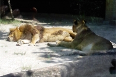 LEONE-e-LEONESSA