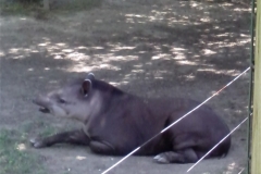 TAPIRO