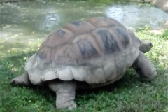 TESTUGGINE-DELLE-SEYCHELLES